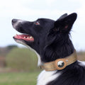 Reflective AirTag Dog Collar, Adjustable GPS Pet Collar with AirTag Holder, Anti-Lost Dog Collar for Small Medium Large Dogs, Soft Padded Dog Neck Collar with Safety Buckle